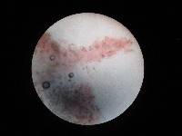 Hebeloma ischnostylum image