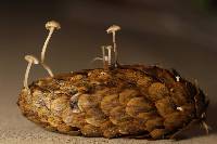 Baeospora myosura image