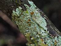 Myelochroa galbina image