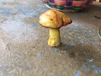 Suillus americanus image