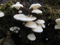 Pleurotus pulmonarius image