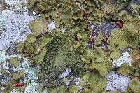 Lasallia papulosa image