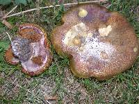 Suillus luteus image