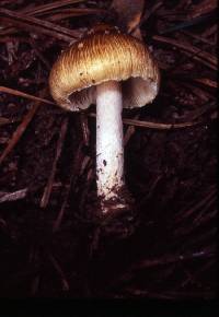 Inocybe rimosa image