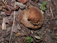 Scleroderma cepa image