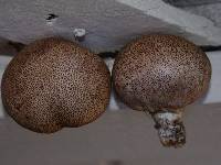 Scleroderma areolatum image