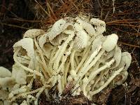 Thumbnail image of current specimen