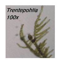 Coenogonium subluteum image