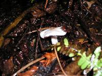 Hygrophorus eburneus image