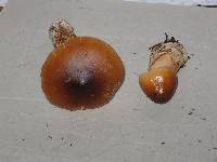 Amanita amerifulva image