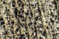 Media resource of Biatora asserculorum