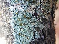 Myelochroa galbina image