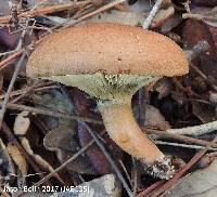 Phylloporopsis boletinoides image