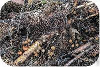 Psilocybe pelliculosa image