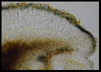 Fuscopannaria thiersii image