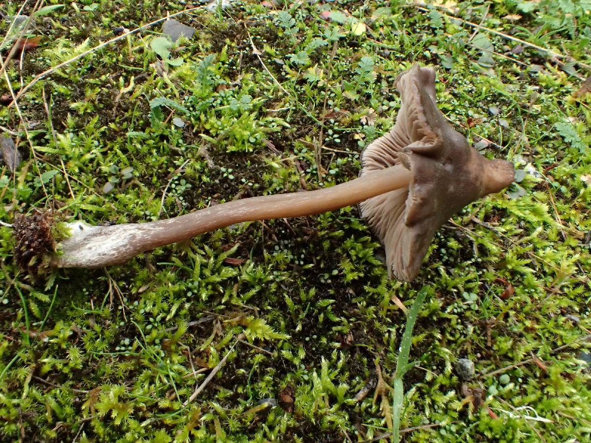 Entoloma ortonii image