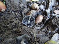 Parasola lactea image