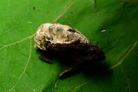 Niveoporofomes spraguei image