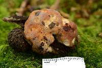 Niveoporofomes spraguei image