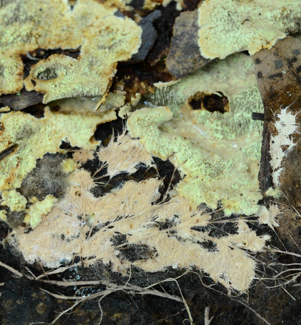 Fuscocerrena portoricensis image