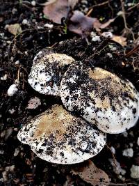 Hebeloma ischnostylum image