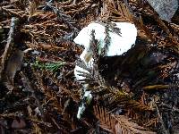 Cuphophyllus virgineus image