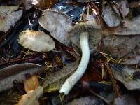 Thumbnail image of current specimen