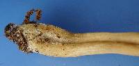Thumbnail image of current specimen