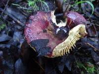 Russula xerampelina image