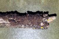 Acarospora americana image