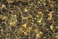 Acarospora americana image