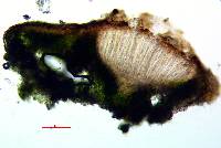 Acarospora americana image