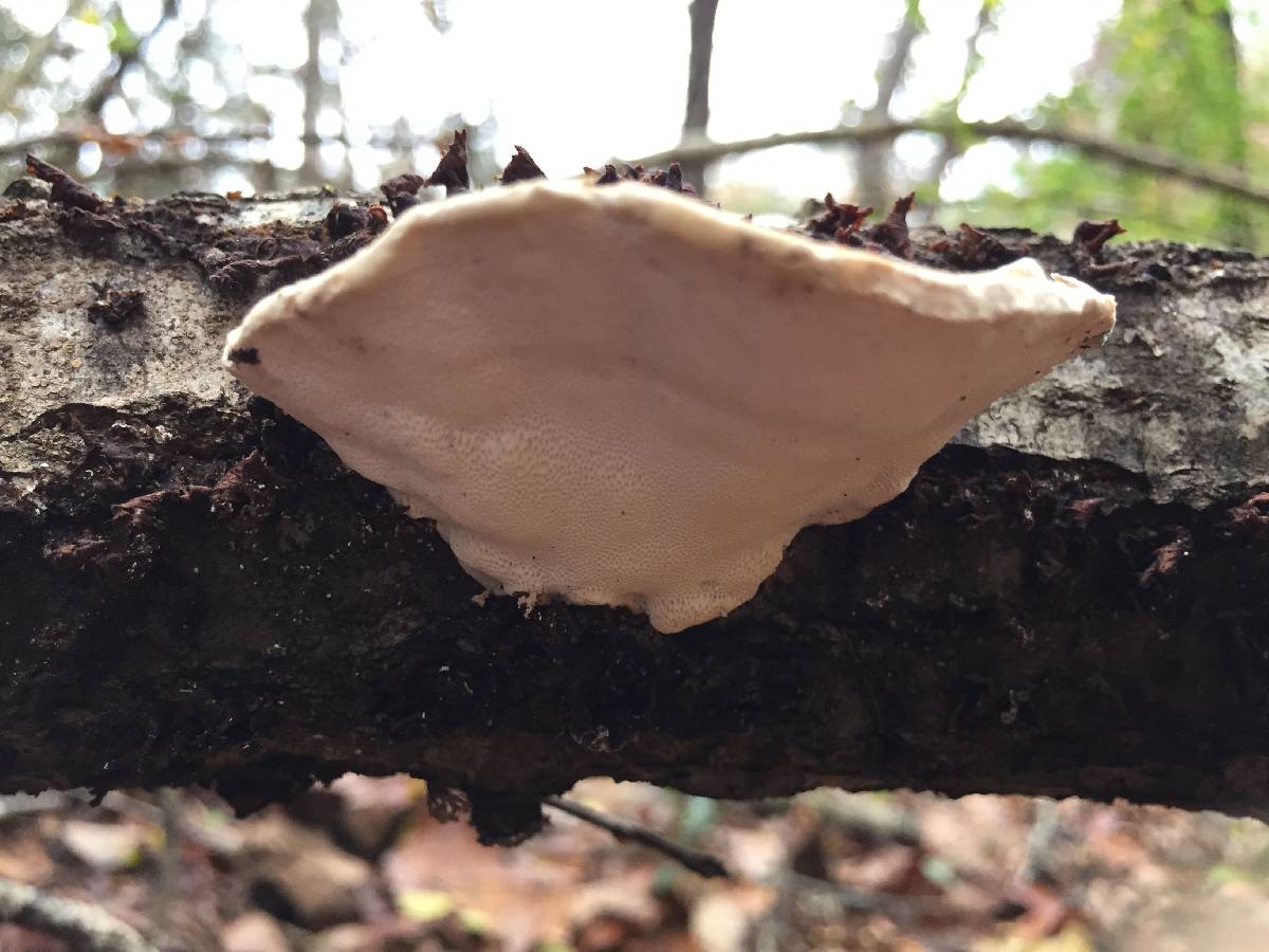 Trametes suaveolens image