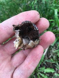 Coprinopsis romagnesiana image