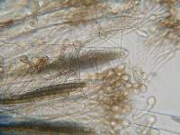 Thumbnail image of current specimen