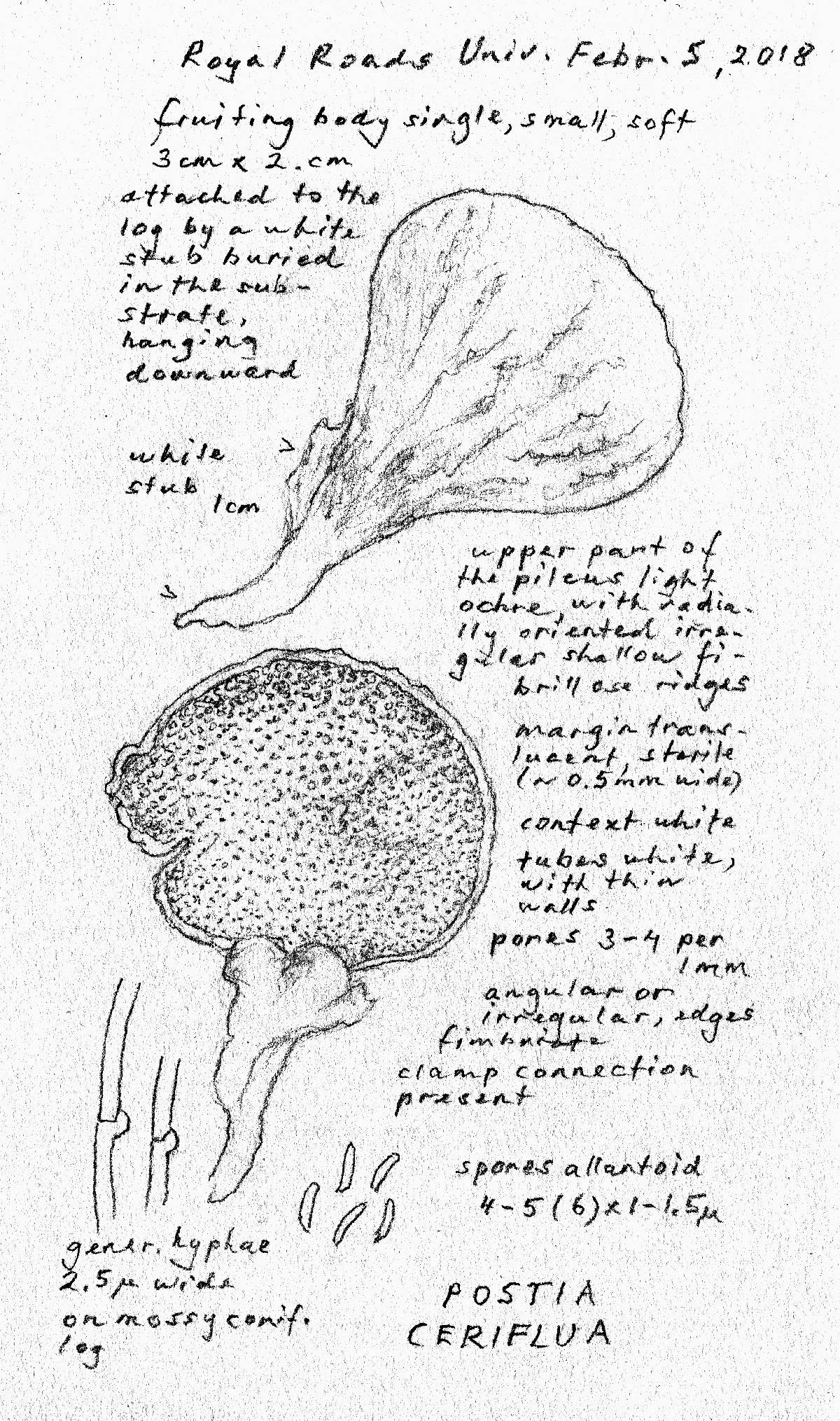 Postia ceriflua image