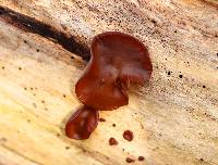 Auricularia angiospermarum image