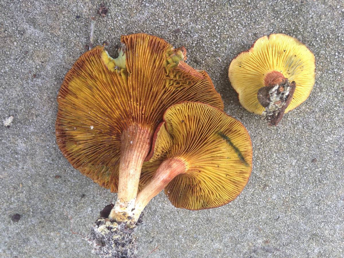 Phylloporus foliiporus image