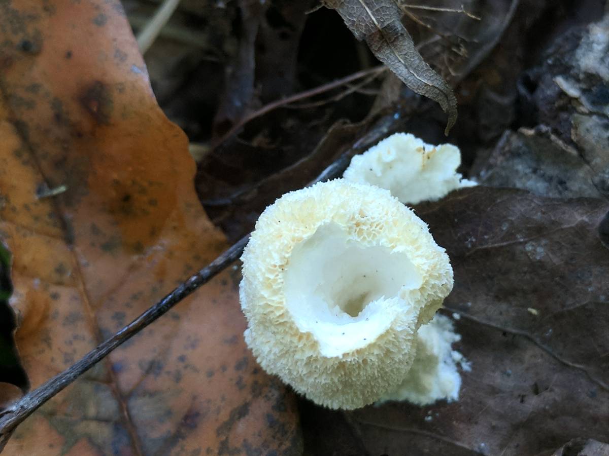 Oxyporus corticola image