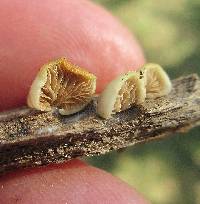 Crepidotus applanatus image