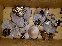 Lepista sordida image