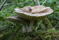 Megacollybia rodmanii image