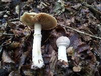 Cortinarius caperatus image