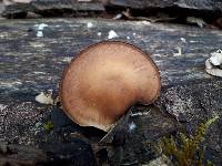 Polyporus brumalis image