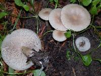 Clitocybe fragrans image