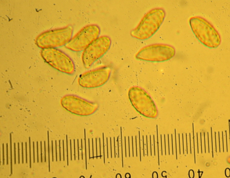 Ramaria violaceibrunnea image