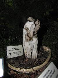 Helvella maculata image