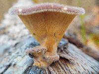 Panus lecomtei image