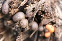 Lycogala epidendrum image
