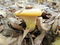 Cantharellus flavus image